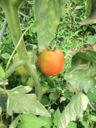 Légumes des Jardins de Fouquescourt