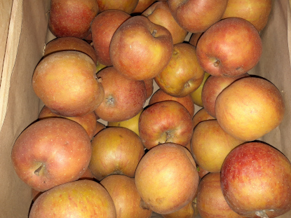 Pomme Boskoop bio