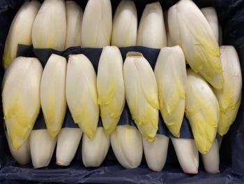 Endive bio