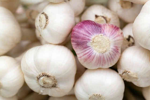 Légumes bios de saison : Ail blanc - Image par PublicDomainPictures de Pixabay Ail blanc